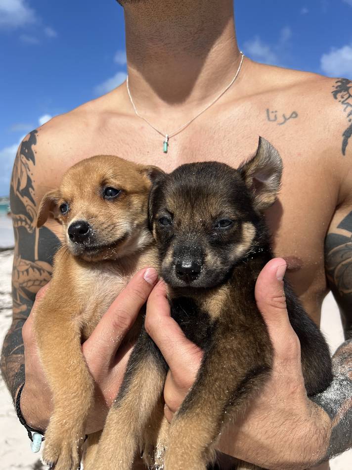 Dos cachorros en brazos en la playa