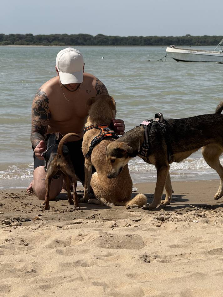Agachado en la playa rodeado de varios perros